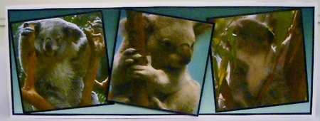 Koalas by Pam Stubley