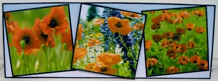 poppy fields by Pam Stubley