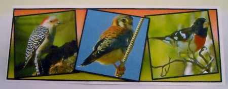 birds by Pam Stubley