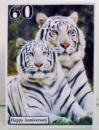 White Tigers A5 Quick Card by Pam Stubley