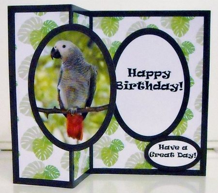 Happy Birthday Parrot by Pam Stubley