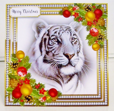 Beautiful White Tiger 8x8 by Pam Stubley