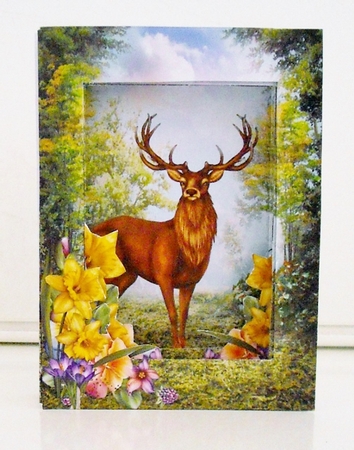 Forest Animals The Stag - 3D Pop Out Concertina Scenic Box Card Kit With Matching Envelope by Pam Stubley