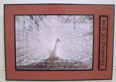 White Peacock Quick Card by Pam Stubley