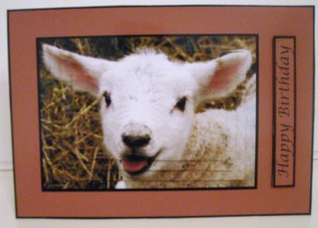 Cute Lamb Quick Card by Pam Stubley
