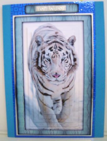 Wild Animal Series - White Tiger by Pam Stubley