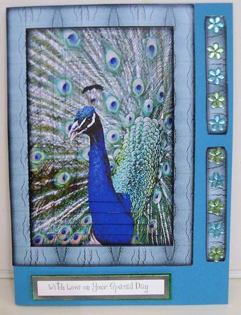 Bird Series - Peacock by Pam Stubley