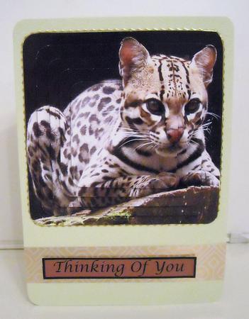 Dwarf Leopard Square Pyramid by Pam Stubley