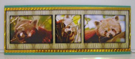 Red Panda Trio by Pam Stubley