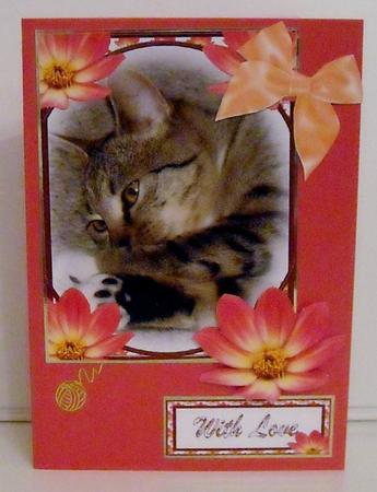 Kitten Relaxing by Pam Stubley