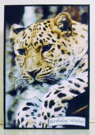 Leopard Scalloped Pyramid by Pam Stubley