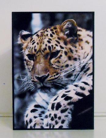 Leopard Oval Pyramid by Pam Stubley