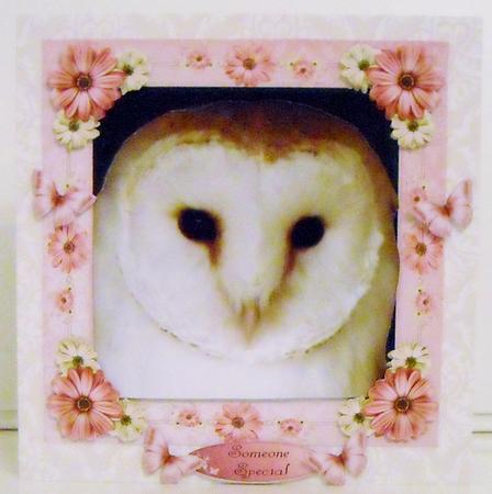 Beautiful Barn Owl with Pink Flowers 8x8 Mini Kit by Pam Stubley