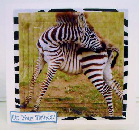 Because We Love Furries - Beautiful Zebra Foal + Tag + by Pam Stubley