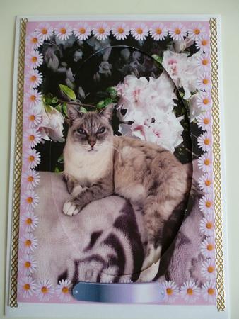 Queen Puss by Pamela Evans