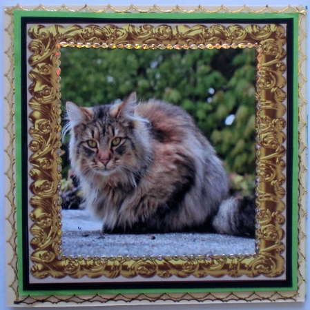 MULTI SENTIMENTS TABBY CAT by Pamela Horton