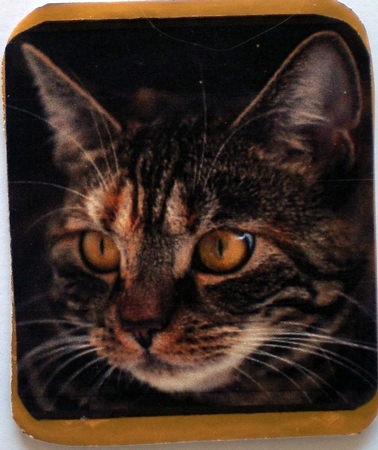 Cat Octagon Pyramid 4 by Pamela Horton
