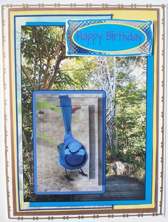 Blue Robins in the Australian Bush by Pamela Horton