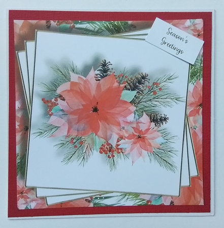 Beautiful Pale Poinsettia 8x8 by Pamela J