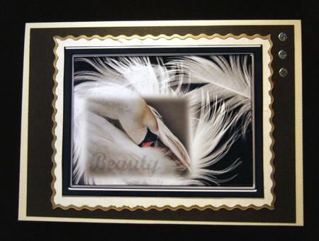 Swan Beauty by Patricia Platt