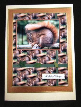 The Red Squirrel by Patricia Platt
