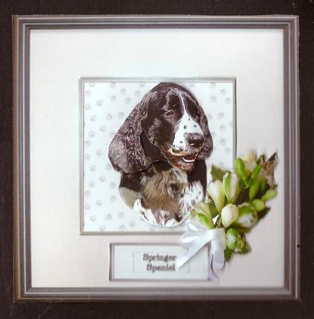 Springer Spaniel Portrait by pauline inglis