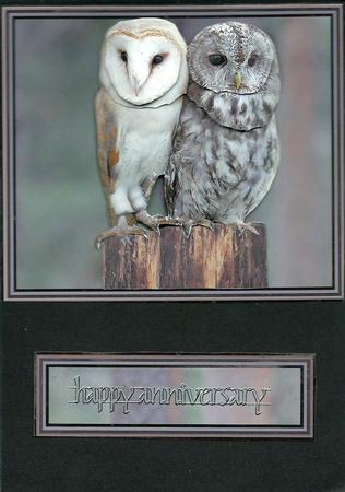 Barn & Tawny Owl 3D Decoupage by pauline inglis