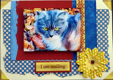 Lechat 6, Bright Eyed 6 Inch Sq Pyramid Card by Peggy Stogdill