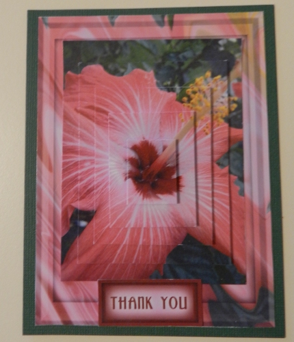 Hibiscus by Penny Nantell