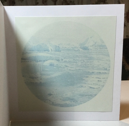 penguin plate by Rachel Capes
