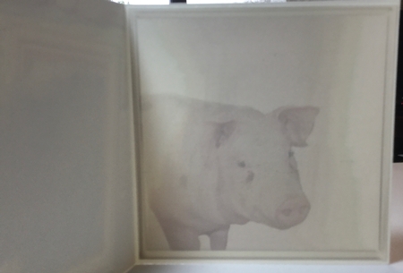 pink pig by Rachel Capes