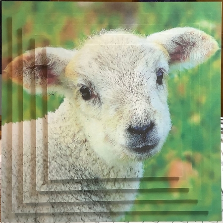 Spring Time - Eostra - Easter - Cute Lamb + Insert & Tag by Rachel Capes