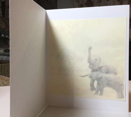 elephants  photo by Rachel Capes