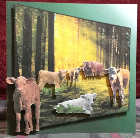 calves by Rachel Capes