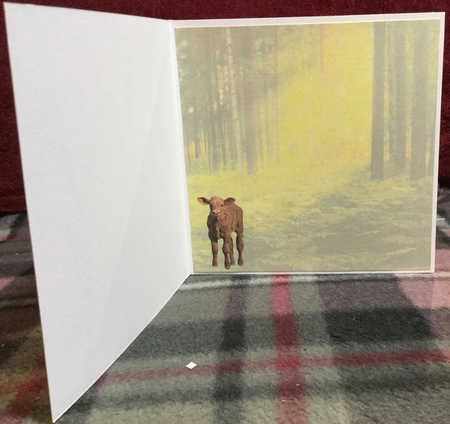 calves by Rachel Capes