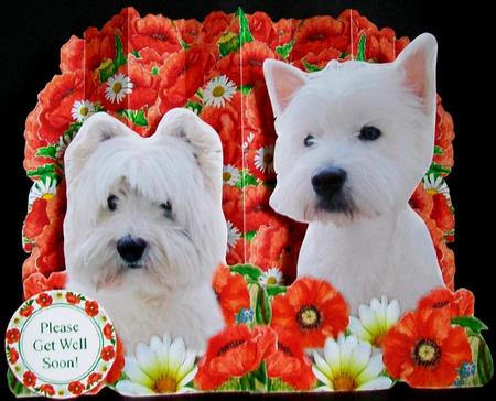 Westie Dogs and Poppies 3D Concertina Card Kit by Rae Trees