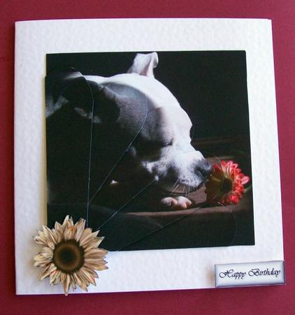 Staffordshire Bull Terrier Fan Sheet by Rae Trees