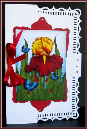 Luxurious Iris by Rae Trees
