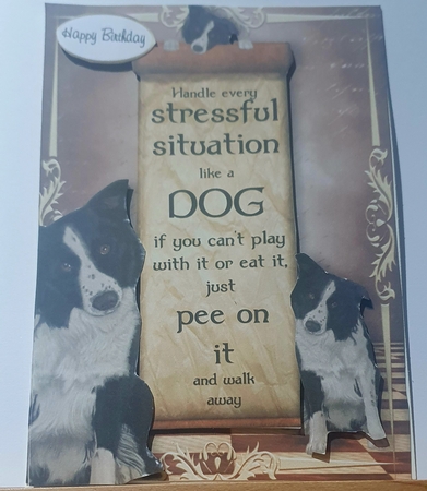 Handle Every Stressful Situation Like a Dog - border Collie by rebecca  Weates