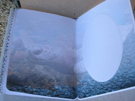 Turtle Scene Insert by Redonda Haddock