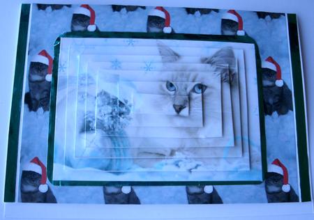 Cat in a Hat Backgound by Redonda Haddock