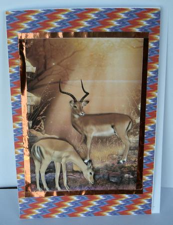 Antelopes Card Front by Redonda Haddock