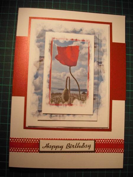A Single Poppy of Thanks Featured Gallery Photo