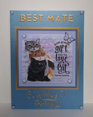 LOVE OF A CAT Featured Gallery Photo