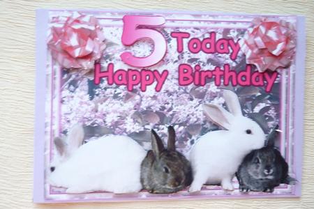 Bunny 55 by Rosina Walker