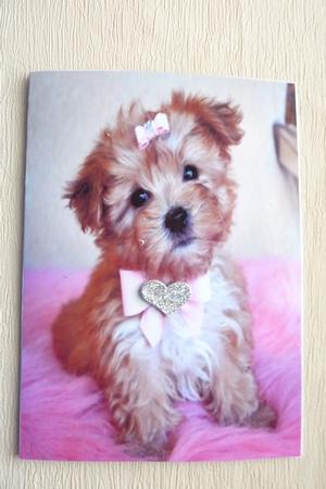Cute Little Yorshire Terrier A4 Topper by Rosina Walker