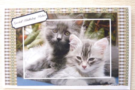 Cats 2 by Rosina Walker
