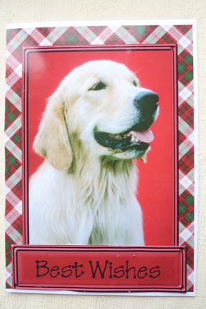 It's a Dogs Life! 2 Quick Card by Rosina Walker