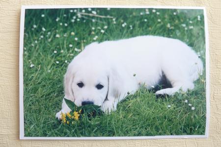 Golden Retriever Puppy by Rosina Walker