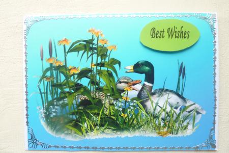 Nesting Mallards by Rosina Walker